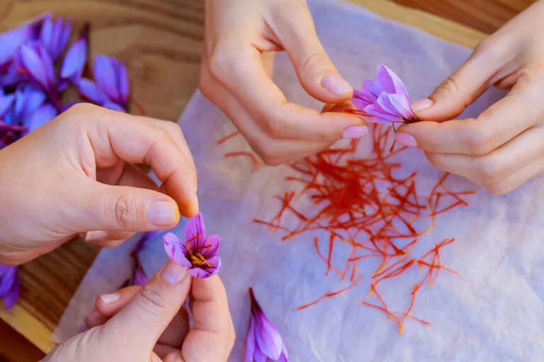 प्रेगनेंसी में केसर कब खाना चाहिए